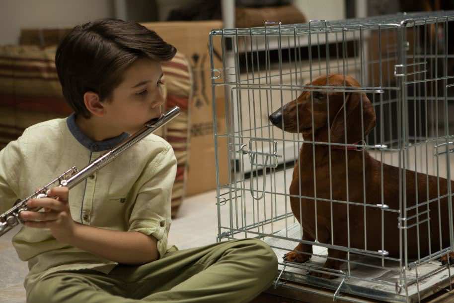 Wiener-Dog