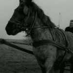 Ricsi and János Derzsi in ‘The Turin Horse.’ Image courtesy of the Cinema Guild