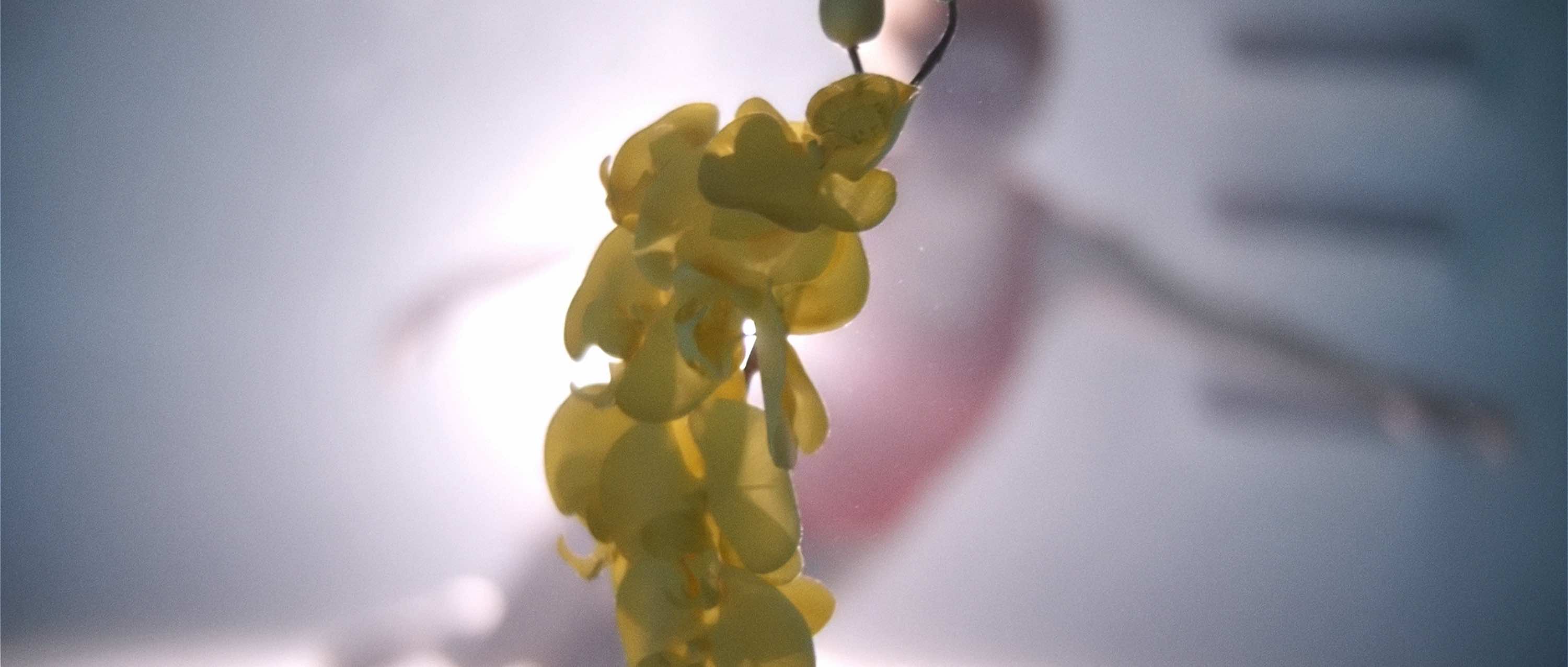 upstreamcolor_yelloworchid
