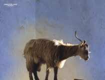 ‘Le quattro volte’ skips the dialogue to tell precise and profound story