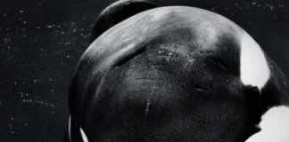 Film Review: 'Blackfish' presents brutal picture of orcas in captivity
