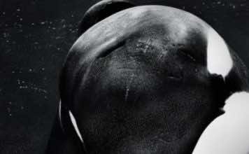 Film Review: 'Blackfish' presents brutal picture of orcas in captivity