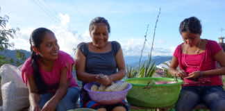 In Seed: The Untold Story food commodification means bad news — A film review