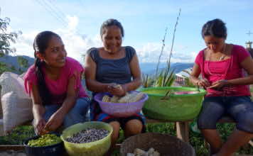 In Seed: The Untold Story food commodification means bad news — A film review