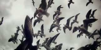 Film Review: ‘Leviathan’ presents gritty visual poem of sea creature harvest