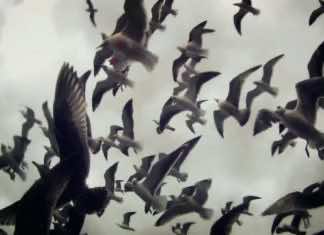 Film Review: ‘Leviathan’ presents gritty visual poem of sea creature harvest