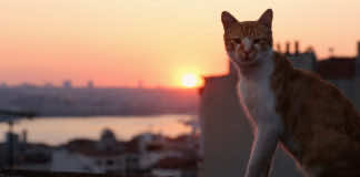 In Kedi cats rule the streets and offer insight into Turkish society – a film review