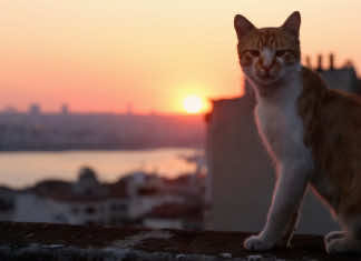 In Kedi cats rule the streets and offer insight into Turkish society – a film review